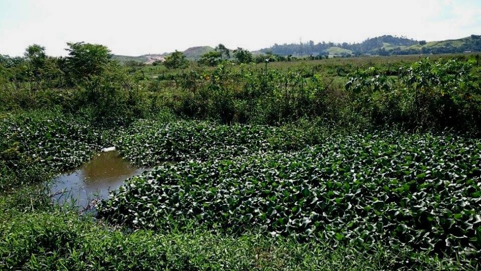 Ana Lino solicita serviços de capina de terrenos nas regiões leste e oeste da cidade