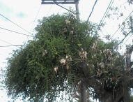 Câmara Municipal realiza audiência para discutir serviços de manutenção de fiação elétrica na cidade
